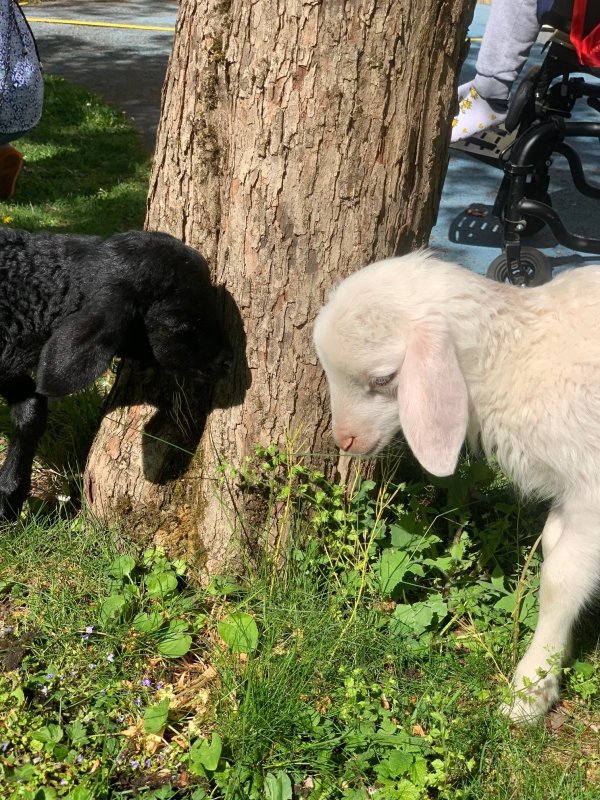 Auf dem Bild sieht man ein schwarzes und ein weißes Lämmchen vor einem Baumstamm