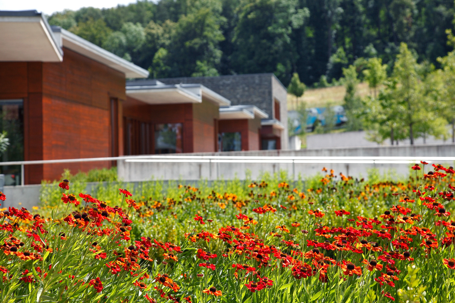 Vor dem Blindeninstitut Regensburg steht ein bunter Blumengarten mit vielen roten und orangefarbenen Blumen. Dahinter sieht man moderne, flache Gebäude aus Holz und Stein. Im Hintergrund stehen grüne Bäume am Hang.