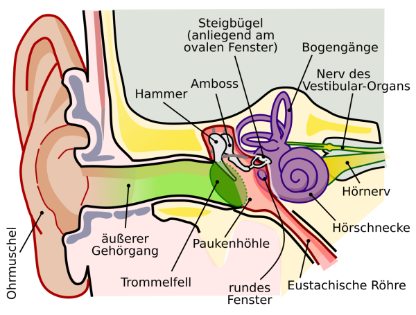 Das Bild zeigt den Aufbau des menschlichen Ohres mit Außenohr, Mittelohr und Innenohr. Zu sehen sind die Ohrmuschel, der Gehörgang, das Trommelfell, die Gehörknöchelchen (Hammer, Steigbügel, Amboss), Paukenhöhle, Hörschnecke und der Hörnerv. Der dargestellte Weg zeigt, wie Schallwellen vom Außenohr über das Mittelohr bis zum Innenohr geleitet und dort in Nervenimpulse umgewandelt werden.