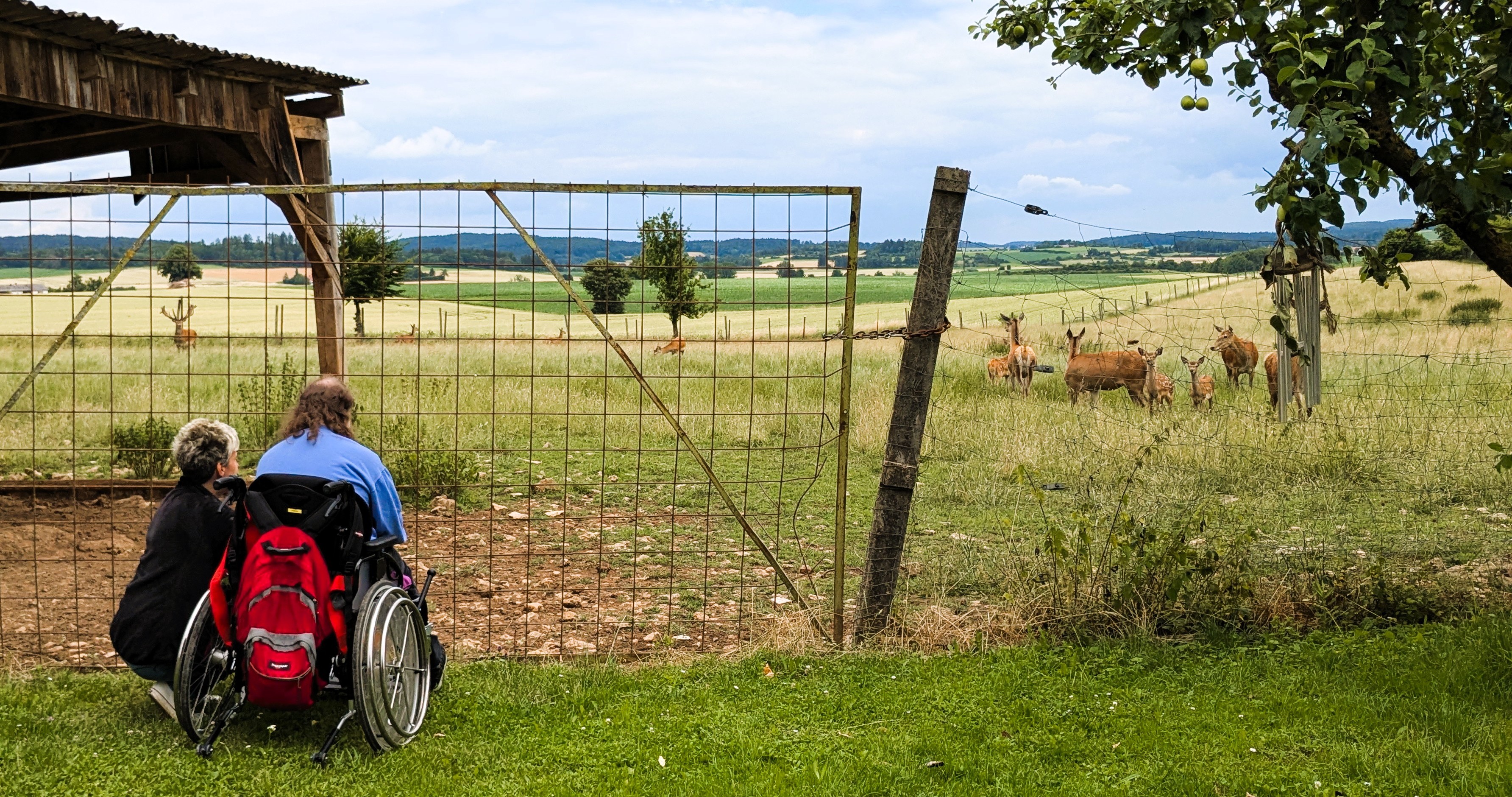 Ausflug der Förderstätte zum Wildpark. Ein Klient beobachtet Rehe.